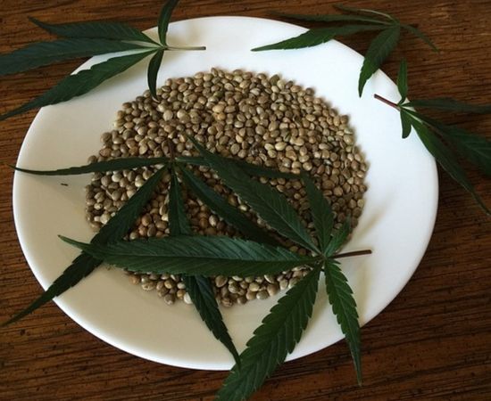semillas cannabis